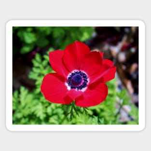 Red Anemone Sticker